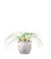 Albuca Beaucarnea Recurvata