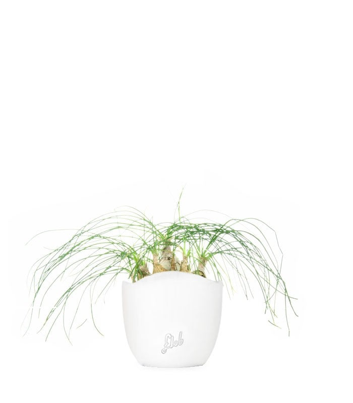 Albuca Beaucarnea Recurvata