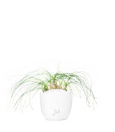 Albuca Beaucarnea Recurvata