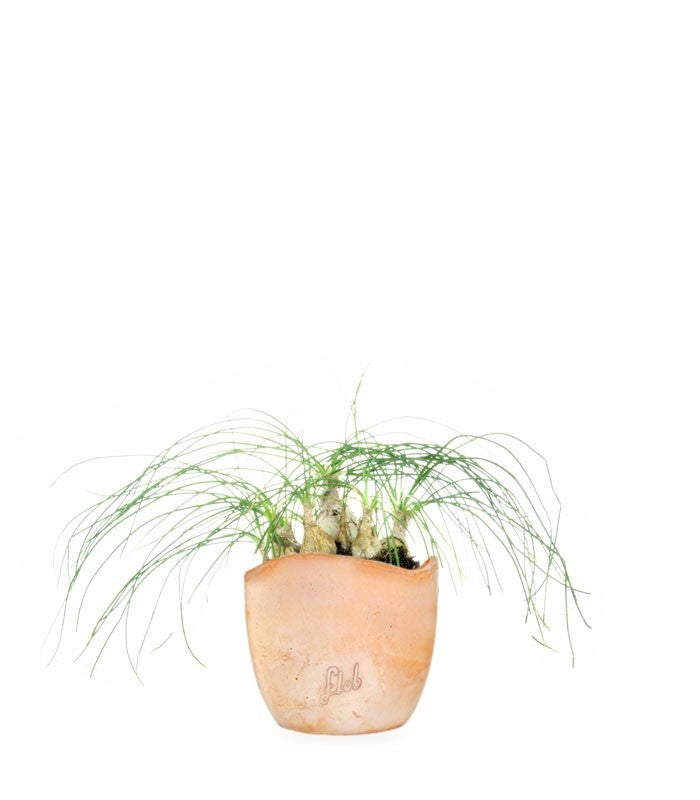 Albuca Beaucarnea Recurvata