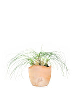 Albuca Beaucarnea Recurvata