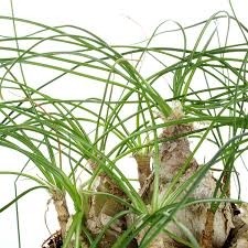 Albuca Beaucarnea Recurvata