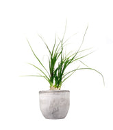 Albuca Namaquensis