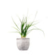 Albuca Namaquensis