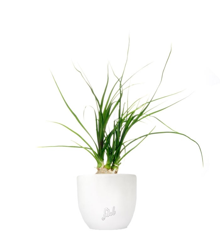Albuca Namaquensis