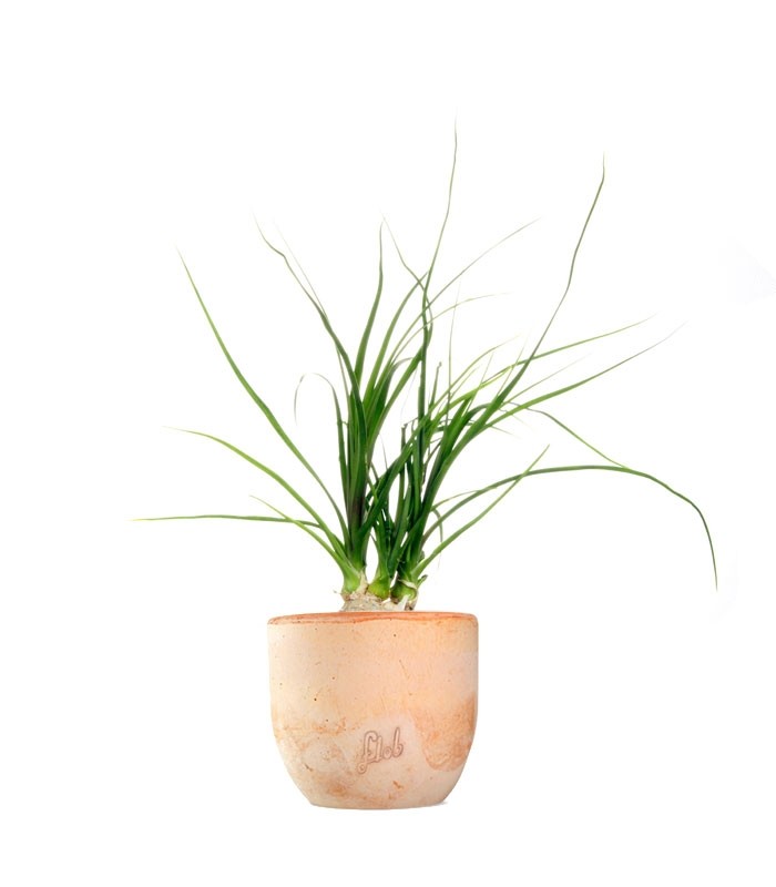 Albuca Namaquensis