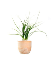 Albuca Namaquensis