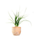 Albuca Namaquensis