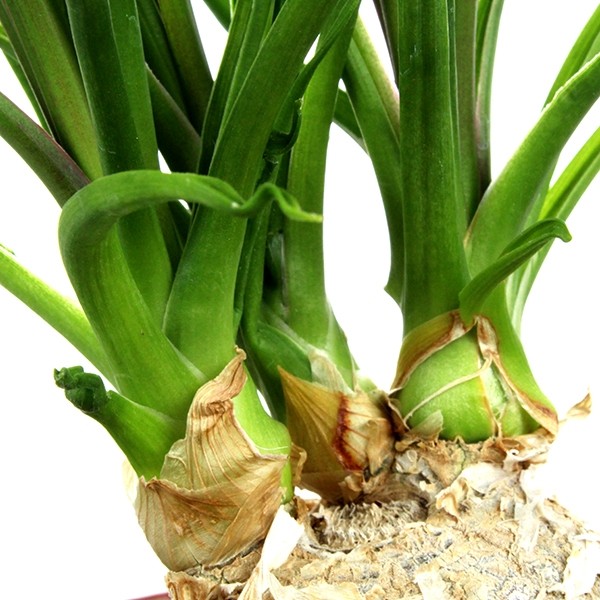 Albuca Namaquensis