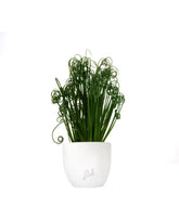 Albuca Spiralis