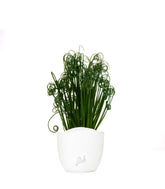 Albuca Spiralis