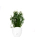 Albuca Spiralis