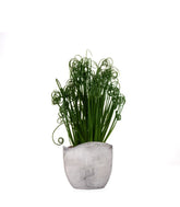 Albuca Spiralis