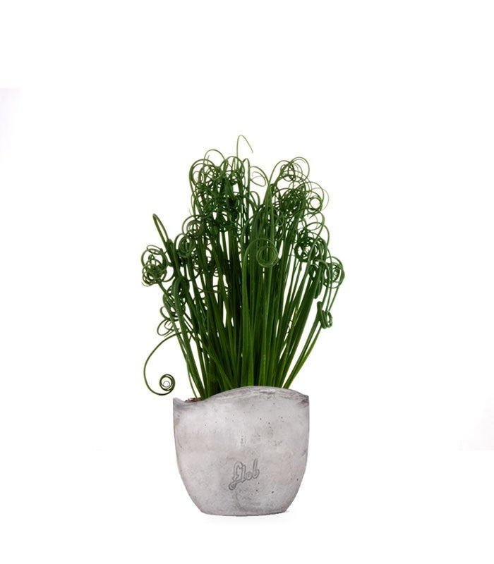 Albuca Spiralis