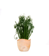 Albuca Spiralis