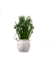 Albuca Spiralis