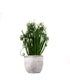 Albuca Spiralis