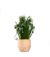 Albuca Spiralis