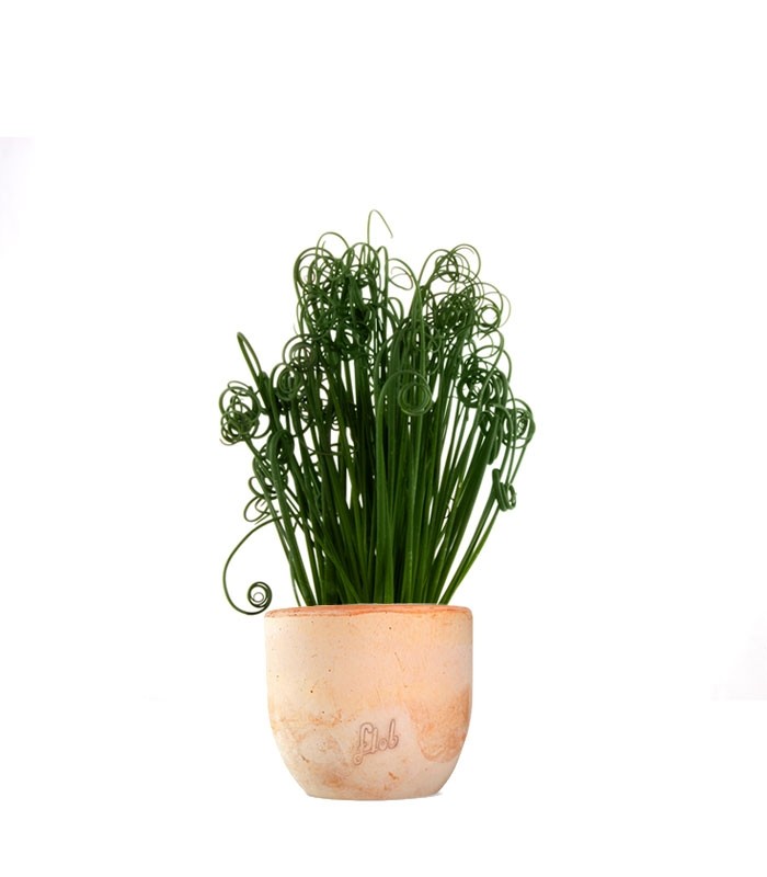 Albuca Spiralis