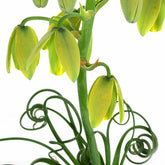 Albuca Spiralis