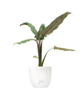 Alocasia Lauterbachiana