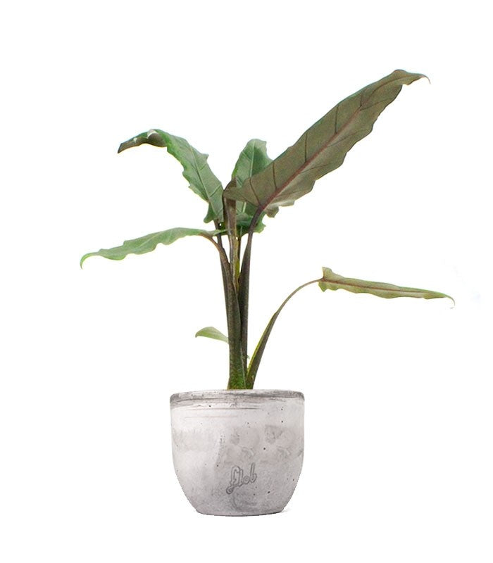 Alocasia Lauterbachiana