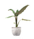 Alocasia Lauterbachiana
