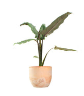 Alocasia Lauterbachiana