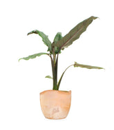 Alocasia Lauterbachiana