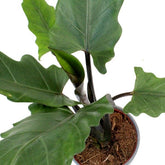 Alocasia Lauterbachiana