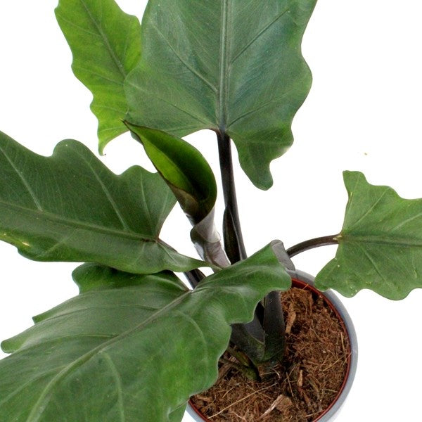 Alocasia Lauterbachiana