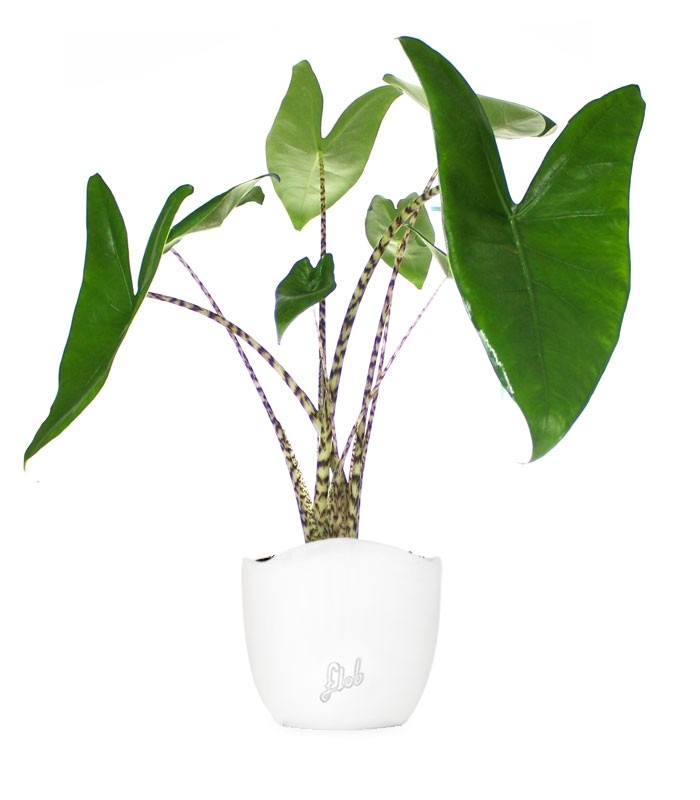 Alocasia Zebrina