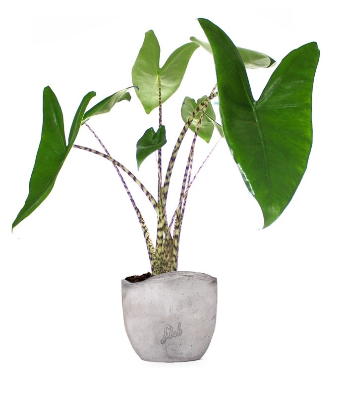 Alocasia Zebrina