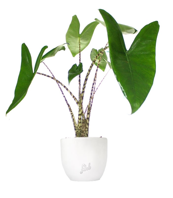 Alocasia Zebrina