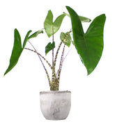 Alocasia Zebrina