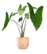 Alocasia Zebrina