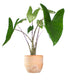 Alocasia Zebrina
