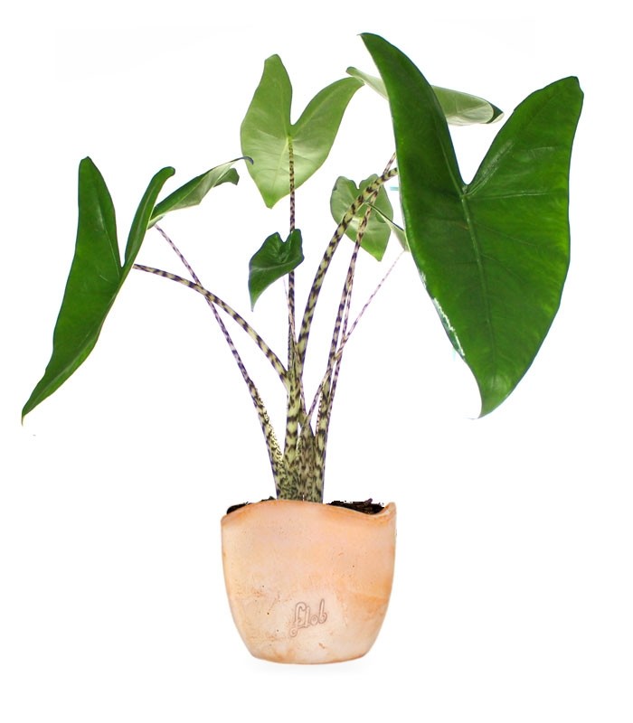 Alocasia Zebrina