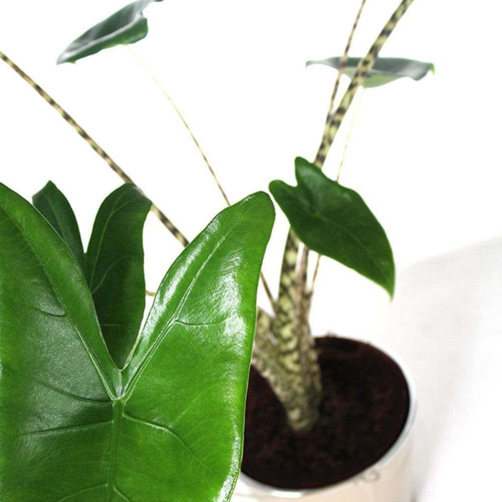 Alocasia Zebrina