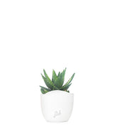 Aloe mitriformis Variegata
