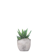 Aloe mitriformis Variegata