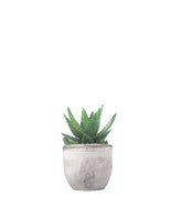 Aloe mitriformis Variegata