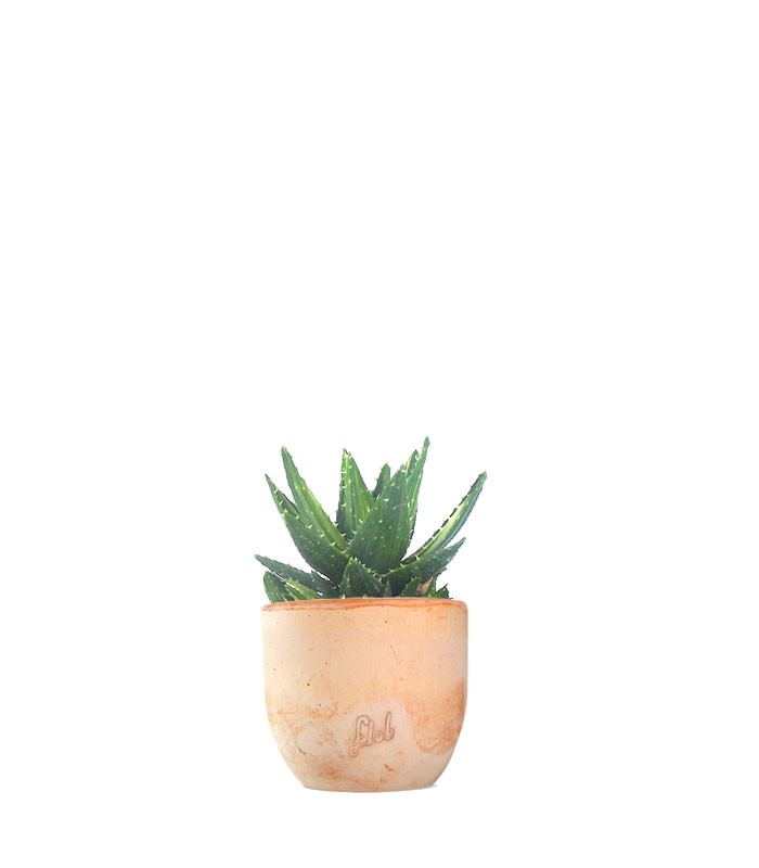 Aloe mitriformis Variegata