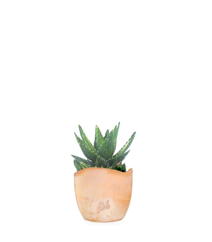 Aloe mitriformis Variegata