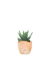 Aloe mitriformis Variegata
