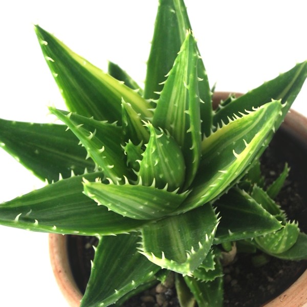 Aloe mitriformis Variegata