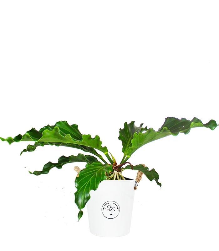 Anthurium Upalaense