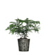 Araucaria in vaso