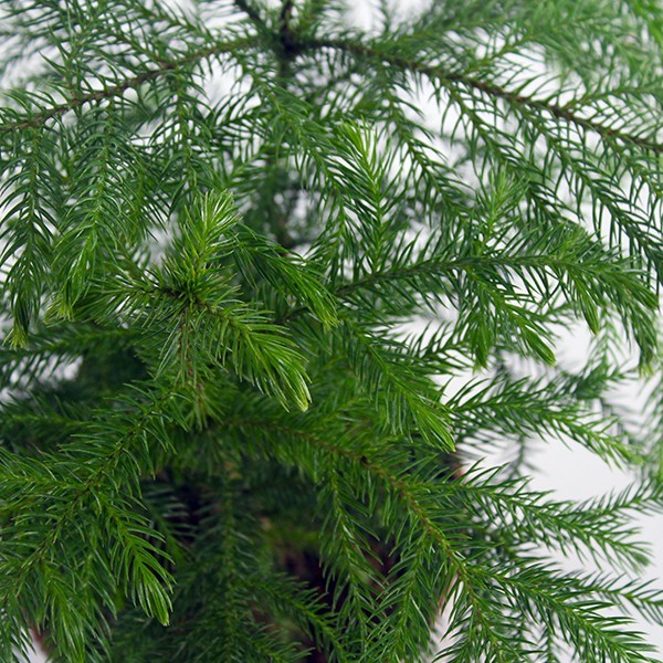 Araucaria in vaso