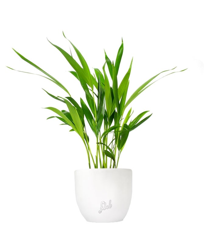 Areca Dypsis Lutescens